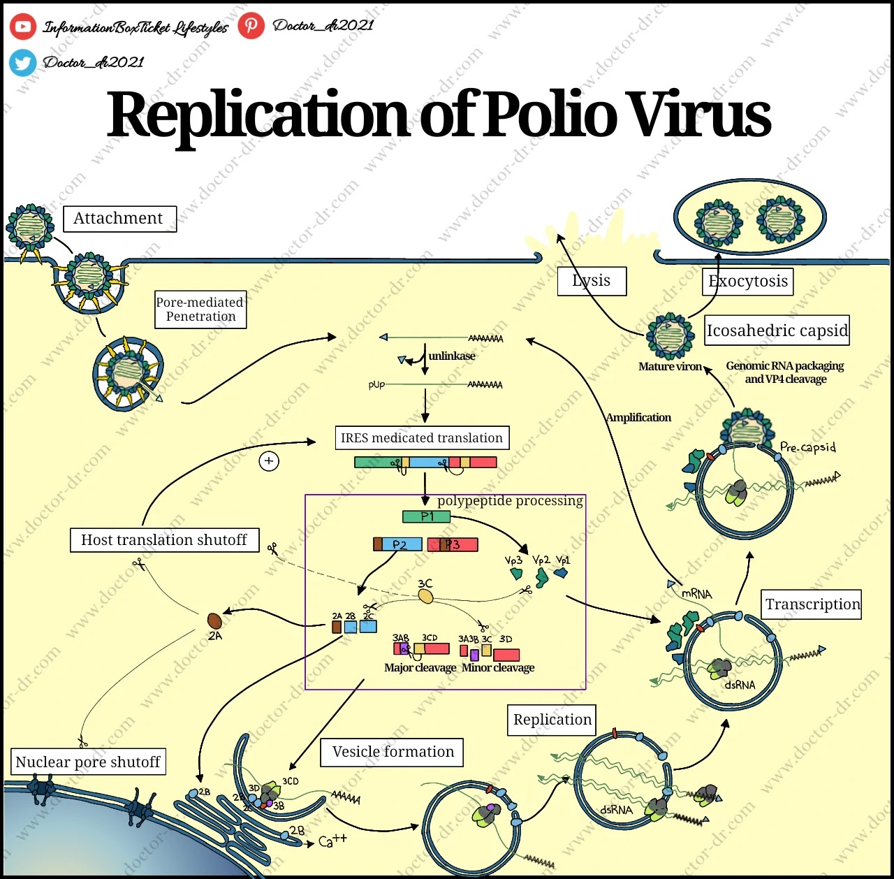 Replication of Polio Virus