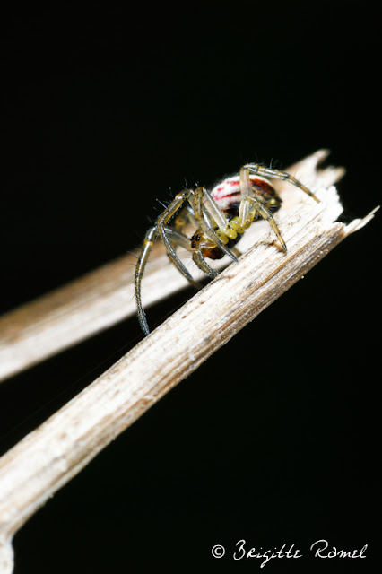 araignée liniphide