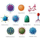 Viruses