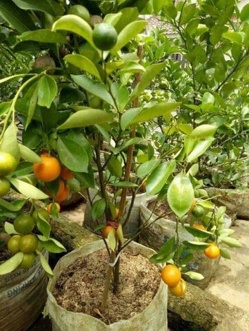 bibit pohon jeruk mandarin original Jawa Tengah