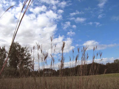 big bluestem against the sky