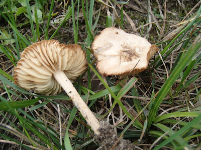 Twardzioszek przydrożny Marasmius oreades