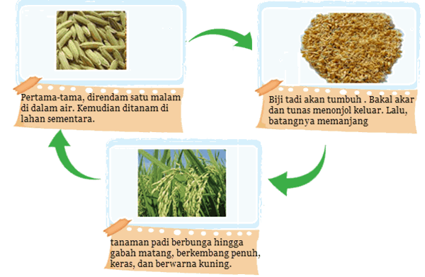 Daur Hidup Tanaman PadiSuku Minang