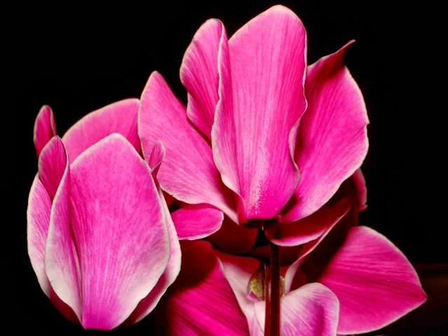 Cyclamen Flower Photo Project: With Canon EOS 70D and EF-S 18-135mm IS STM Lens Photo: © Vernon Chalmers