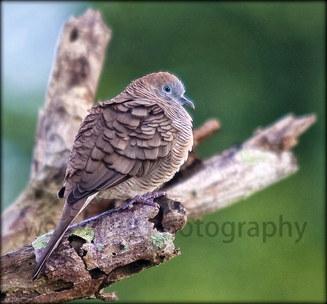 wanzai99 PHOTOGRAPHY Burung Merbok 