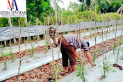 Bantu Merawat Tanaman, Babinsa Dampingi Petani Cabe 