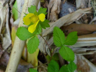 Duchesnea indica - Fraisier de Duchesne - Fraisier des Indes