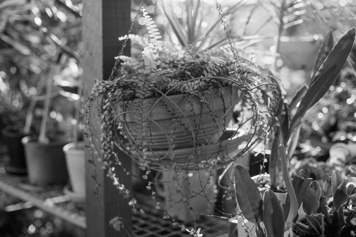 black and white hanging plant