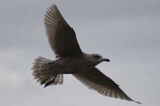 1st cycle 'argentatus' Herring Gull