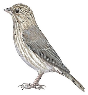 Serín yemení (Crithagra menachensis)