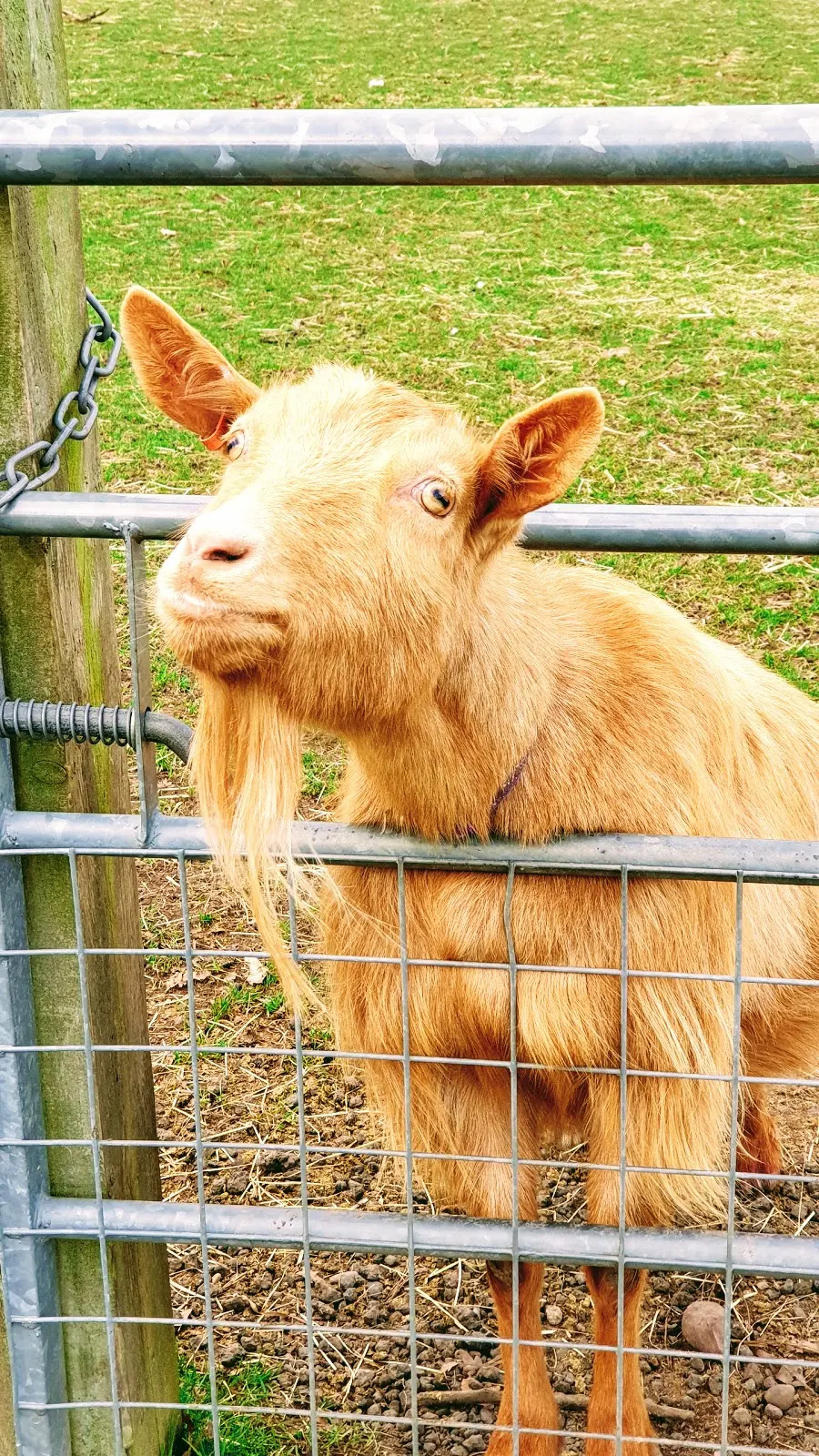 You Have Goat To Be Kidding Me: Wordless Wednesday Link Up