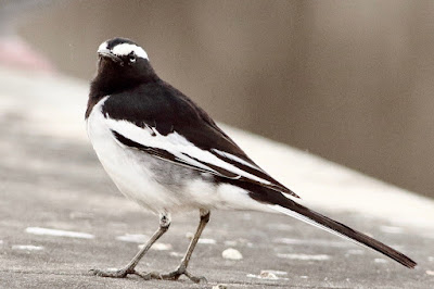 White-browed Wagtail