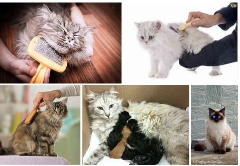 7 Tips For Grooming Long Haired Cats