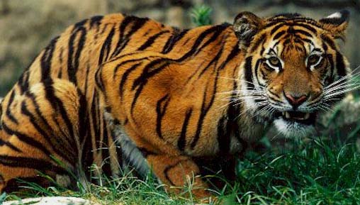 Beautiful,cute,dangerous yellow ,black tiger,tiger sitting on beautiful grass ground ,wallpapers,pictures,images 