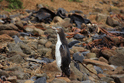 Sandfly Bay, Otago Peninsula. Tučňák žlutooký.