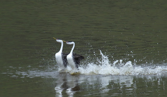 Courtship dance of Western Grebe