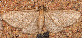 Haworth's Pug, Eupithecia haworthiata. Luxford Lane, Crowborough, 17 July 2017.