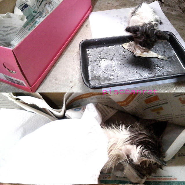 animal shelter philippines, cat rescue,