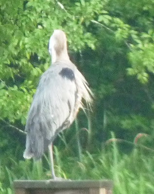 great blue heron