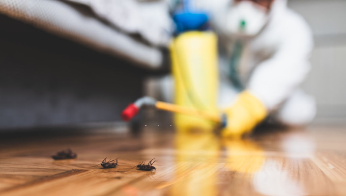 Explore The Best Certified Pest Control Near Your Area
