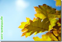 Why Do Plants Need Light?