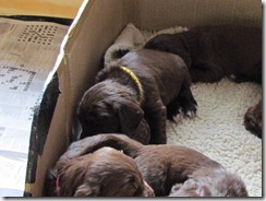 Seeing the Puppies 014 (640x480) (640x480)