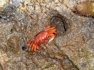 Chimney-building Fiddler Crab (Uca triangularis)