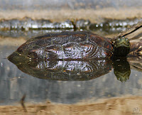 Mauremys leprosa