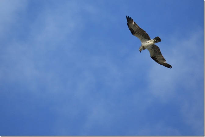 IMG_8231 - Copy