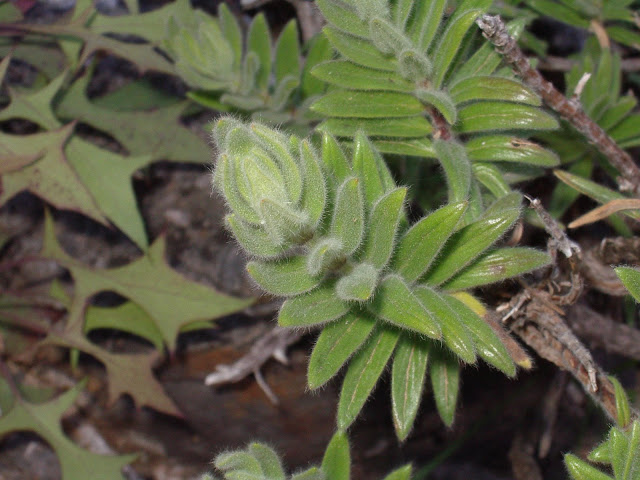 Micromeria leucantha