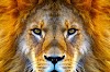 Latest Studies on World Lion Day: Celebrating the Majesty of the Jungle King