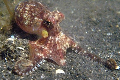 Coconut Octopus