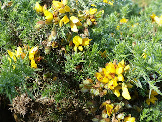 Ajonc d'Europe - Ajonc épineux - Ulex europaeus