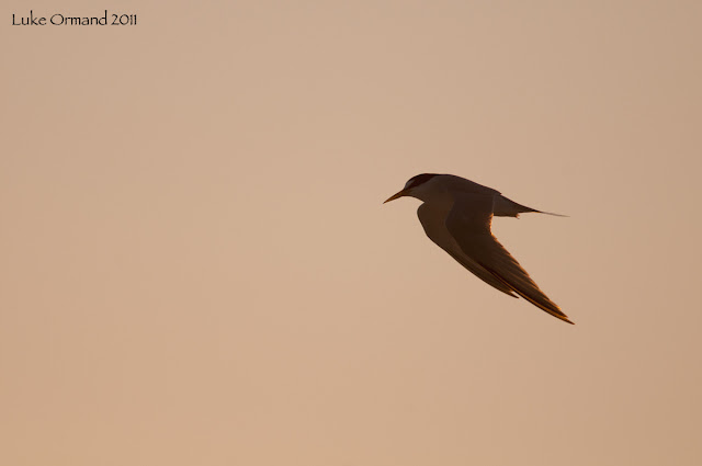 Least Terns Birds Pictures, http://dmjapan.blogspot.com/