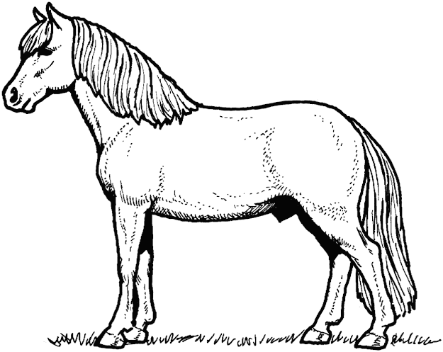 Latest Horse Coloring Pages About