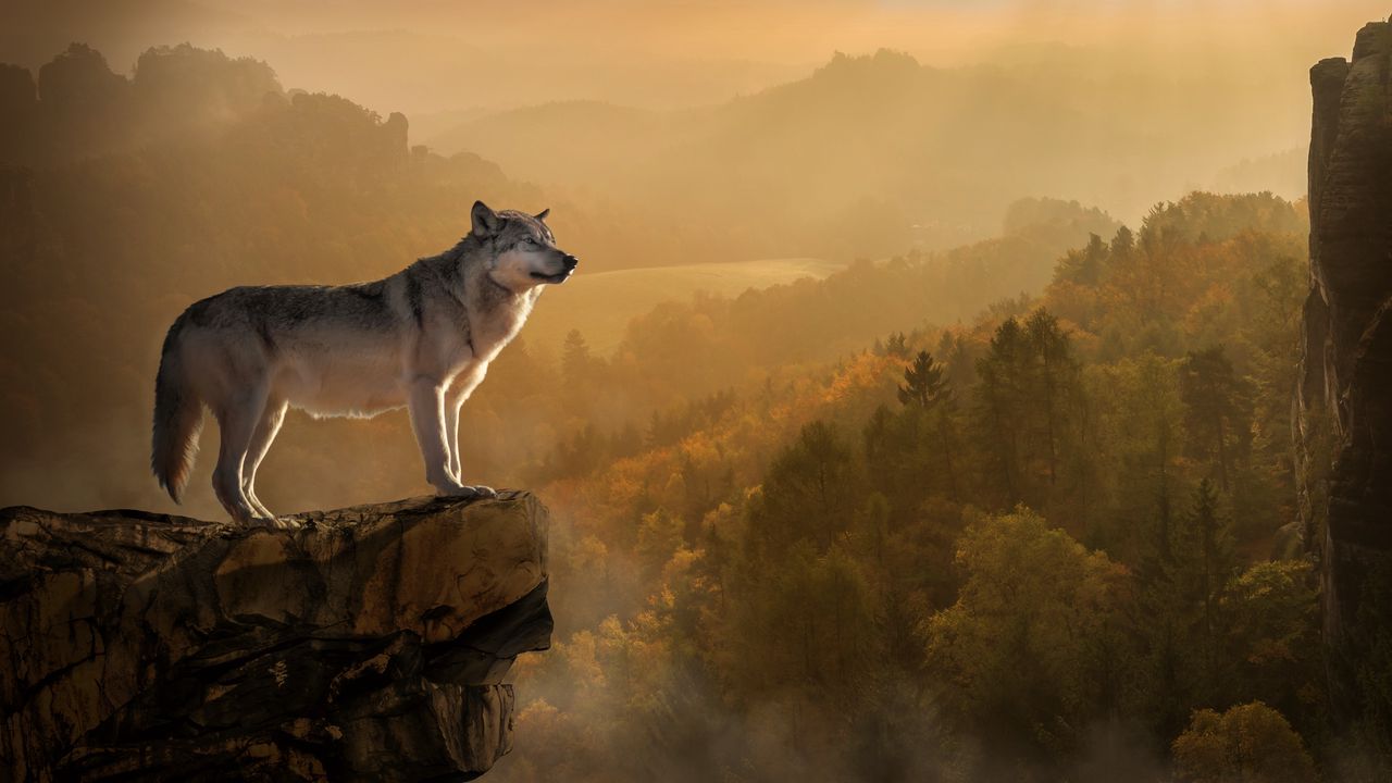 Wallpaper Wolf Rock Precipice Predator