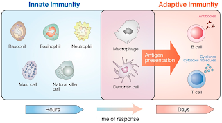 Immunity system