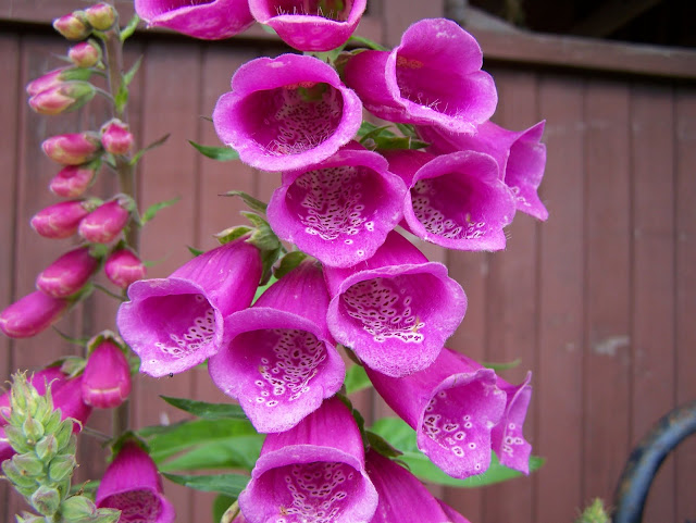 foxglove ash flower wallpaper