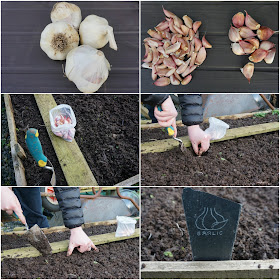 garlic planting at the allotment - Carrie Gault