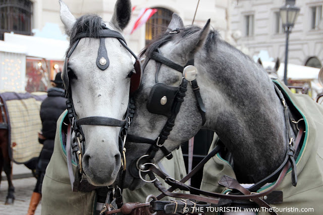 Two white horses in black harnesses and black eye shields stick their heads together to snuggle.