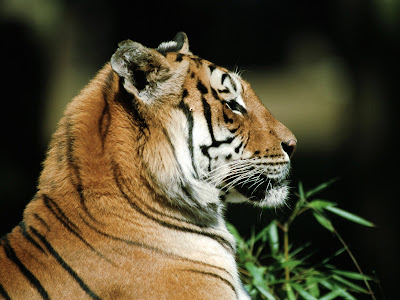 Tiger wallpaper, hq pictures Wallpaper Desktop Tiger. Tiger wallpaper, hq pictures