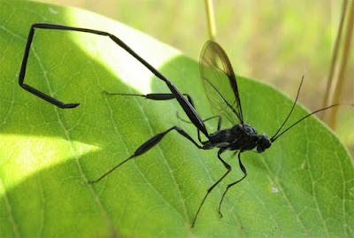 Tawon Pelecinid, Serangga dengan Ekor Kalajengking