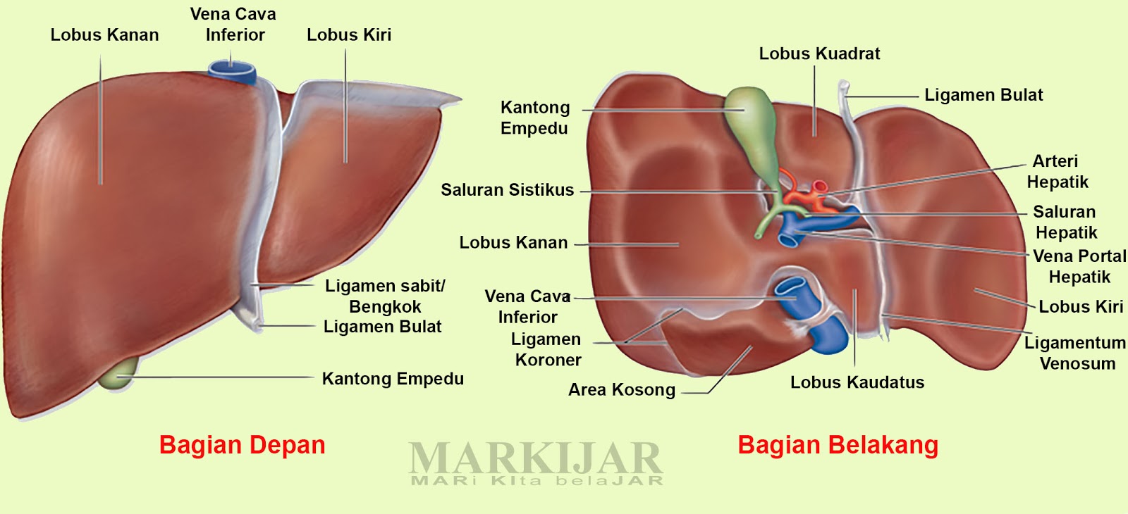 Unduh 91 Gambar Hati Manusia Dan Penjelasannya Keren HD