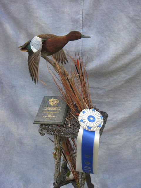 Taxidermy Bird Mounts