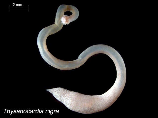 Sipuncula