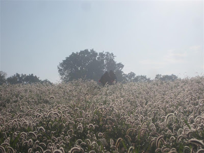 cutting through wheat fields in the early morning