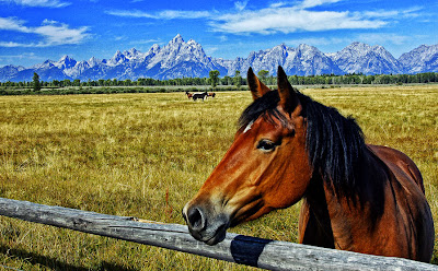 Caballos en las praderas muy cerca de las montañas