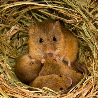 Female Mouse Feeding cubs