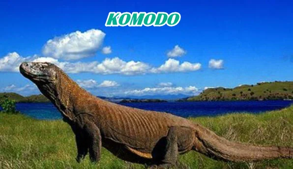 kOMODO