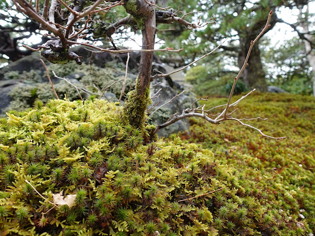 足立美術館の池庭